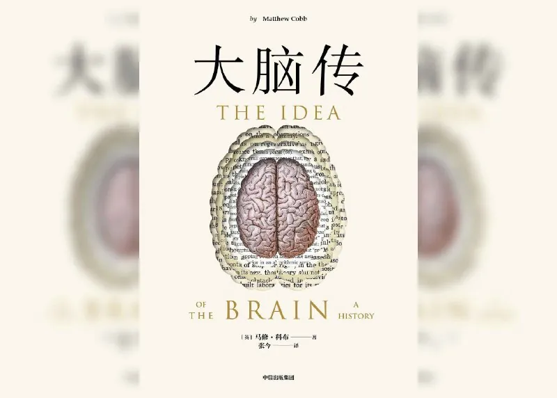 大脑传